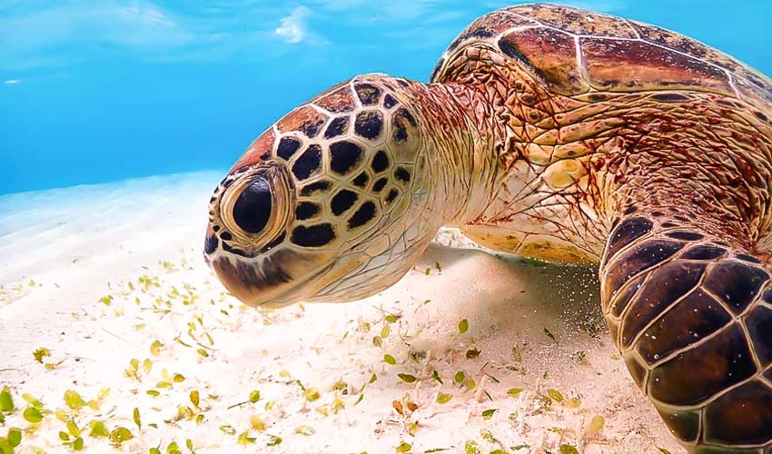 How Do Turtles' Ears Help Them Navigate Deep Underwater