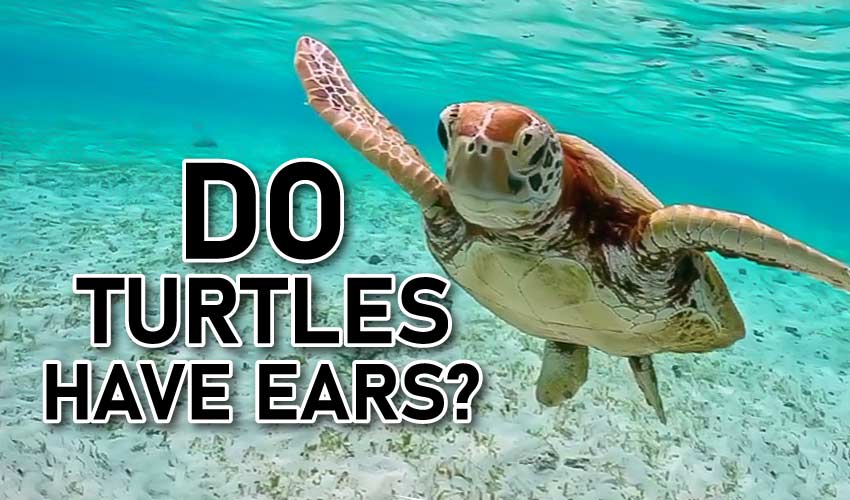 Do Turtles Have Ears