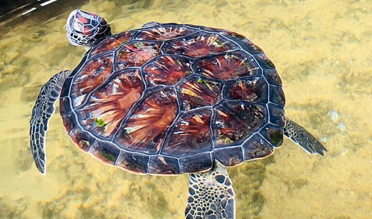 Do Turtles Have Tails? 5 Ways They Use It!