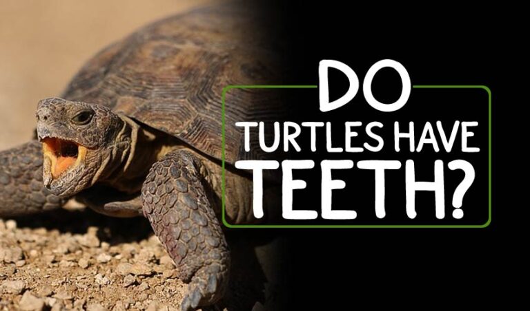 Do Turtles Have Teeth? (No! But…)