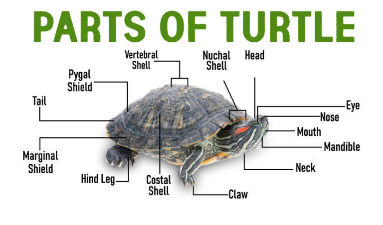 Parts of a Turtle: Turtle Anatomy and Physiology (External & Internal)